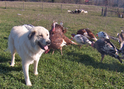 Winston and Turkeys