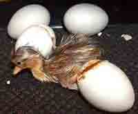 Duckling Hatching